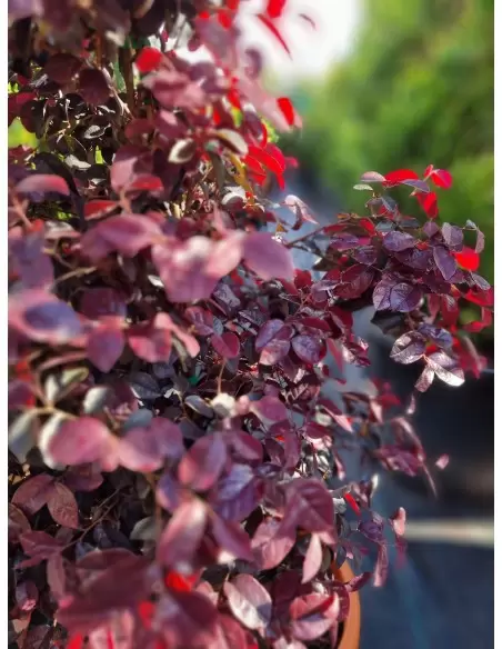 LOROPETALUM FIRE DANCE CONO