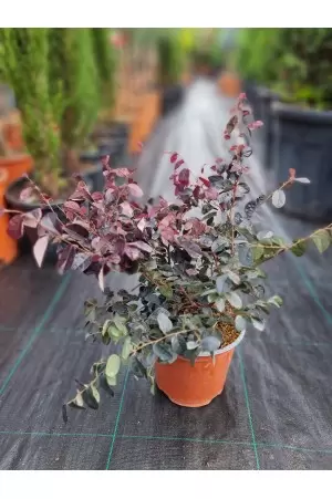 LOROPETALUM FIRE DANCE CONO 2