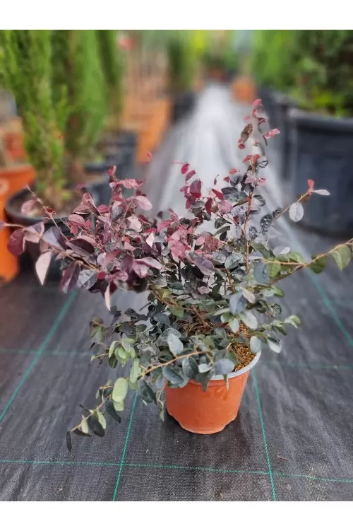 LOROPETALUM FIRE DANCE CONO