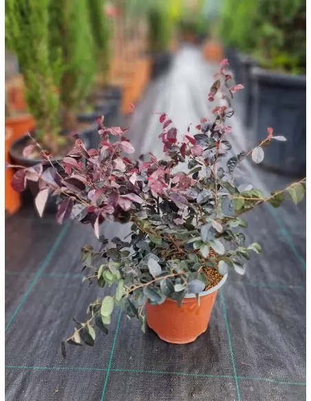 LOROPETALUM FIRE DANCE CONO