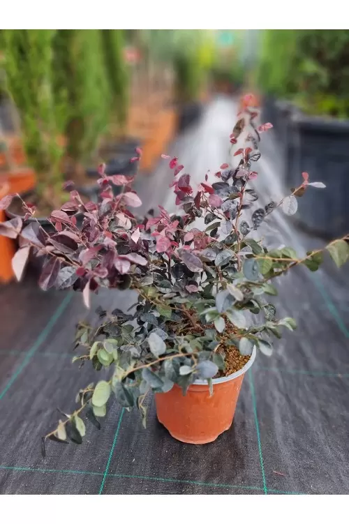 LOROPETALUM FIRE DANCE CONO