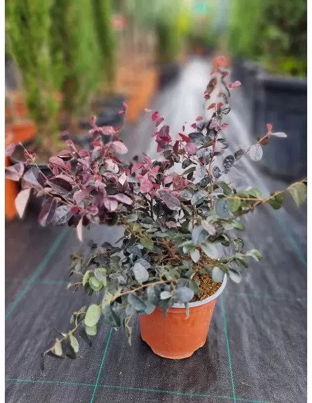 LOROPETALUM FIRE DANCE CONO