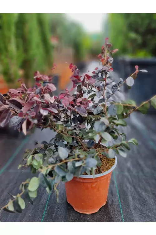 LOROPETALUM FIRE DANCE CONO