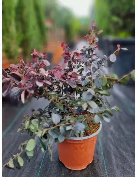 LOROPETALUM FIRE DANCE CONO