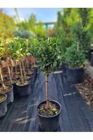 Euonimus Japonicus 2