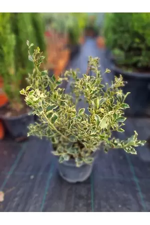 ILEX AQUIFOLIUM VARIEGATUM