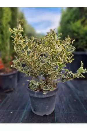 ILEX AQUIFOLIUM VARIEGATUM 2