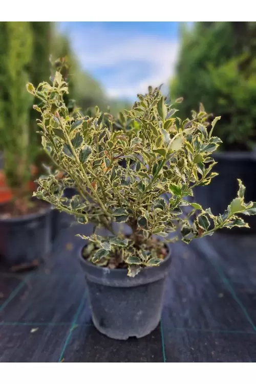 ILEX AQUIFOLIUM VARIEGATUM