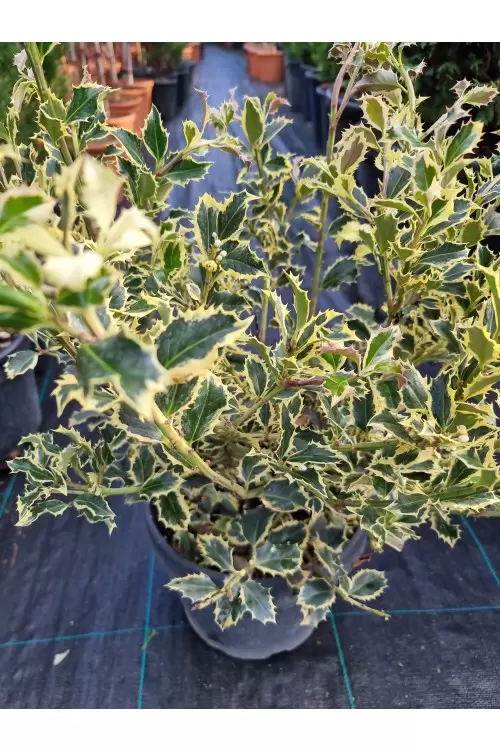 ILEX AQUIFOLIUM VARIEGATUM
