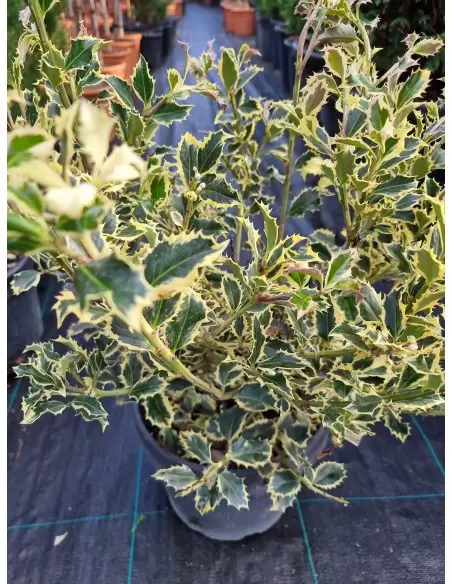 ILEX AQUIFOLIUM VARIEGATUM