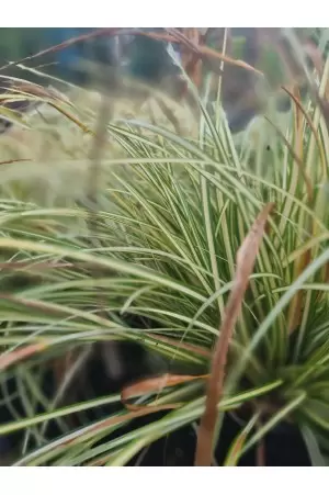 Carex