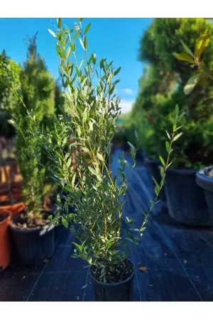 Phillyrea Angustifolia