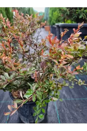 Berberis Thunbergii...