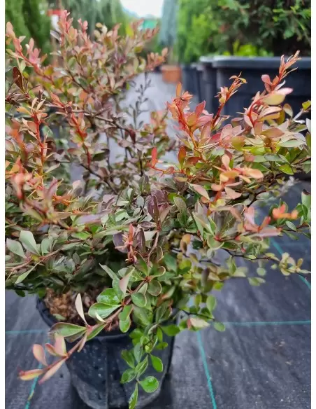 Berberis Thunbergii Atropurpurea