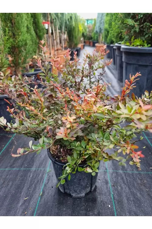 Berberis Thunbergii Atropurpurea
