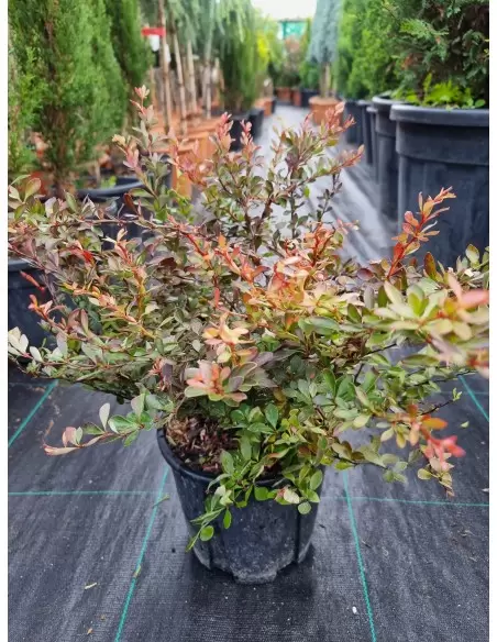 Berberis Thunbergii Atropurpurea
