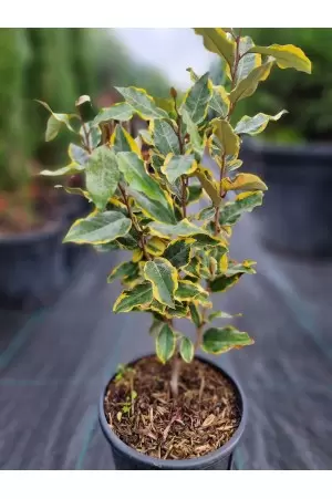 Elaeagnus Ebbingei Aurea