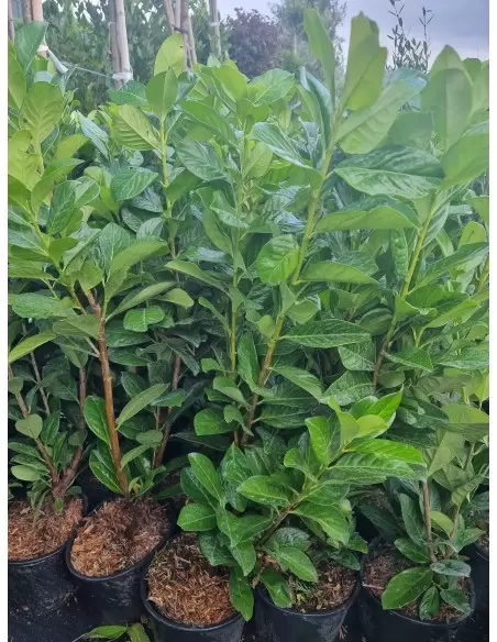 Prunus Laurocerasus