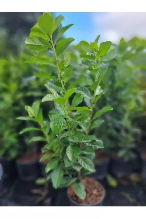 Prunus Laurocerasus 2