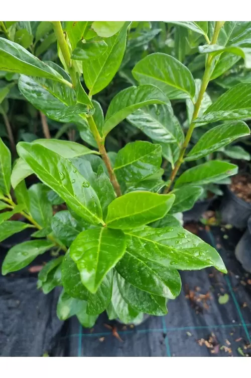 Prunus Laurocerasus