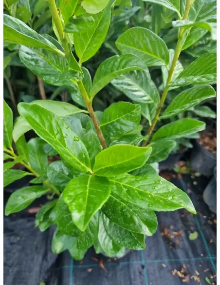 Prunus Laurocerasus