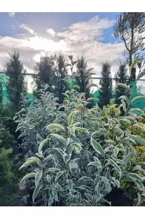 Ligustrum Japonicum Aurea...