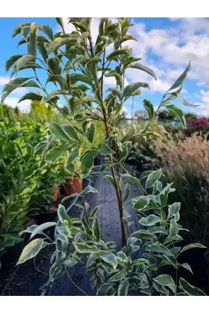Ligustrum Japonicum Aurea... 2