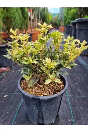 Osmanthus Heterophyllus...