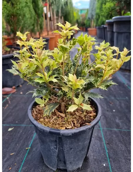 Osmanthus Heterophyllus Tricolor