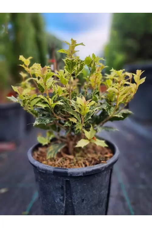 Osmanthus Heterophyllus Tricolor