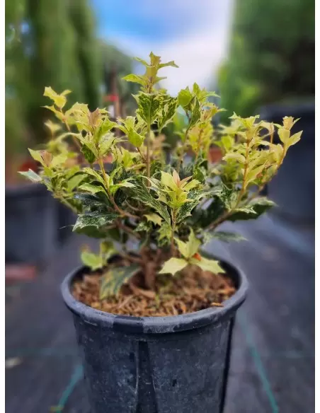 Osmanthus Heterophyllus Tricolor