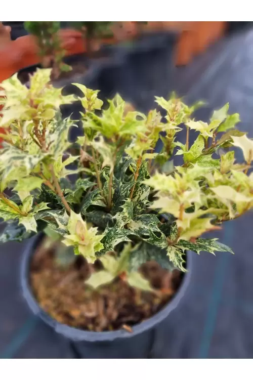 Osmanthus Heterophyllus Tricolor