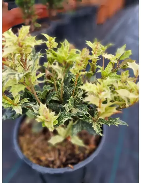 Osmanthus Heterophyllus Tricolor