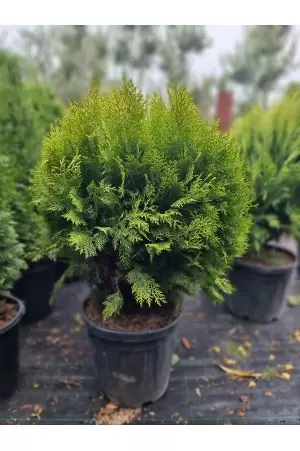 Thuja Orientalis Compacta