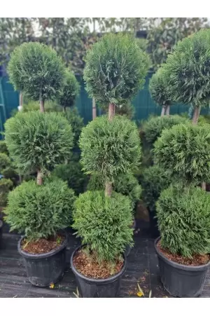 Cupressocyparis leylandii... 2