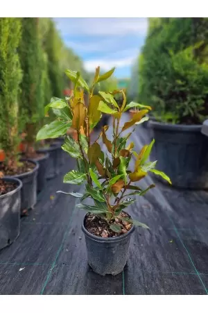 Magnolia Grandiflora...