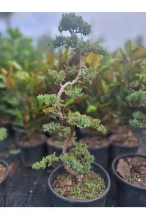 Juniperus Procumbens Nana...