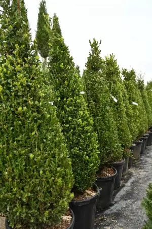 BUXUS MICROPHYLLA FAULKNER... 2