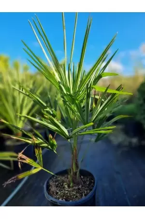 Chamaerops Excelsa 2