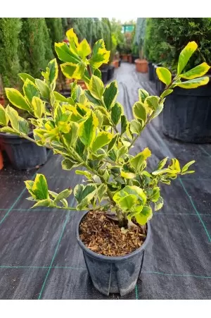 Ilex Aquifolium Golden King