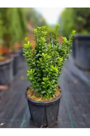 EUONIMUS JAPONICA BENKOMASAKY 2