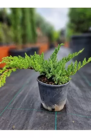 Juniperus Media Pfitzerana...