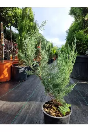 Juniperus Media Pfitzerana... 2