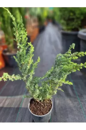 Juniperus Media Pfitzerana... 2