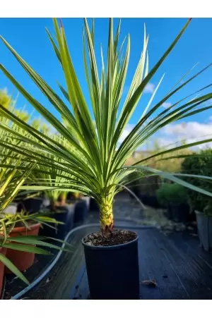 Dracaena Indivisa
