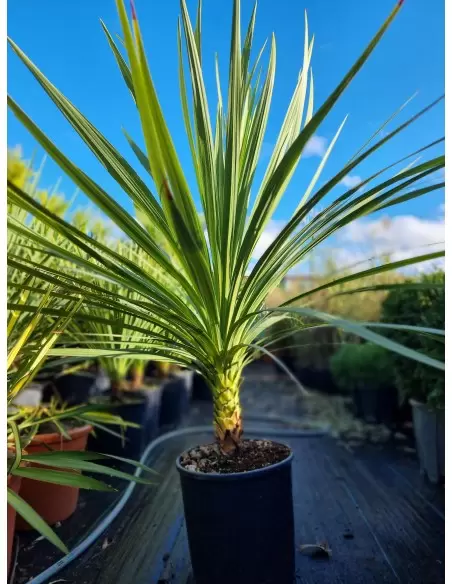 Dracaena Indivisa