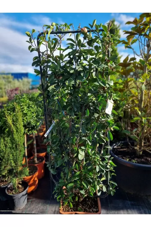 PHOTINIA COMPATTA SPALLIERA