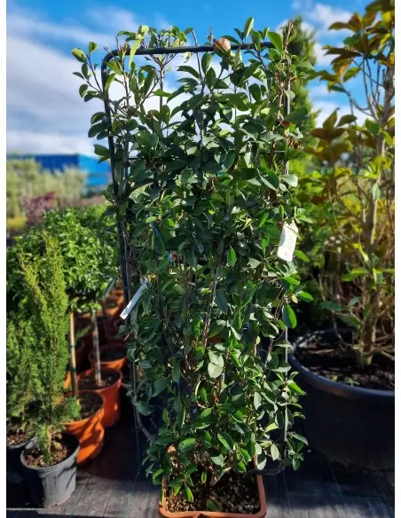 PHOTINIA COMPATTA SPALLIERA