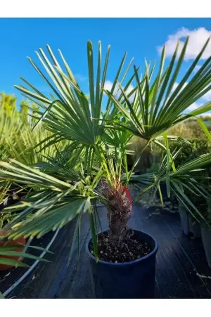 Chamaerops Excelsa