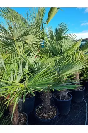 Chamaerops Excelsa 2